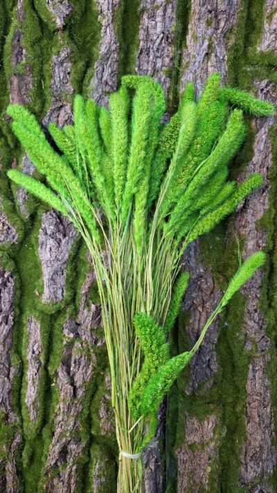 SETARIA VERDE CHIARO
