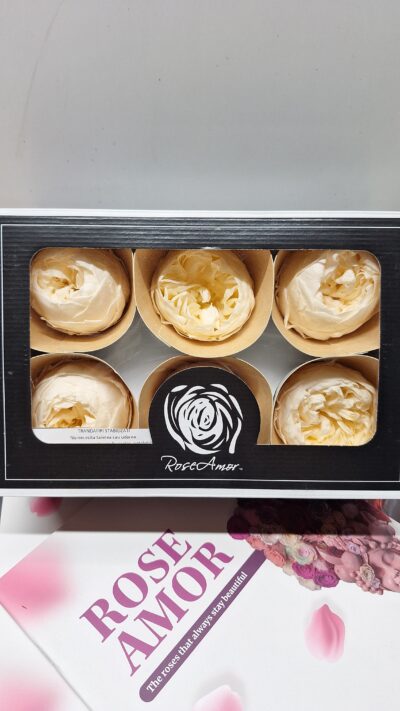 ROSEAMOR NIKI LL+  CHA 99