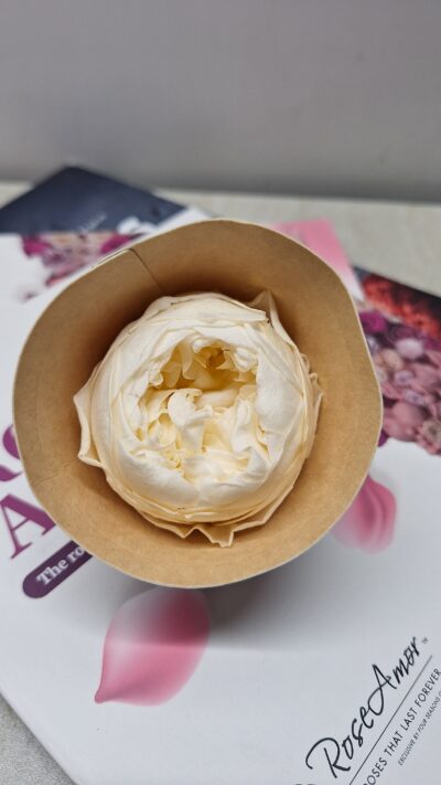 ROSEAMOR NIKI LL+  CHA 99