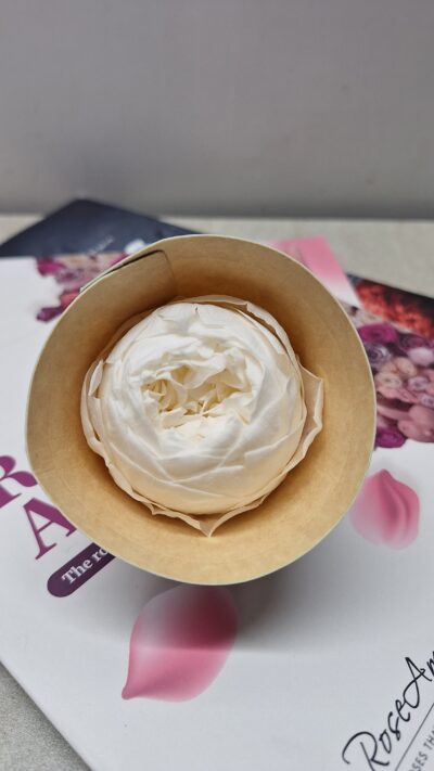 ROSEAMOR NIKI LL+  CHA 89