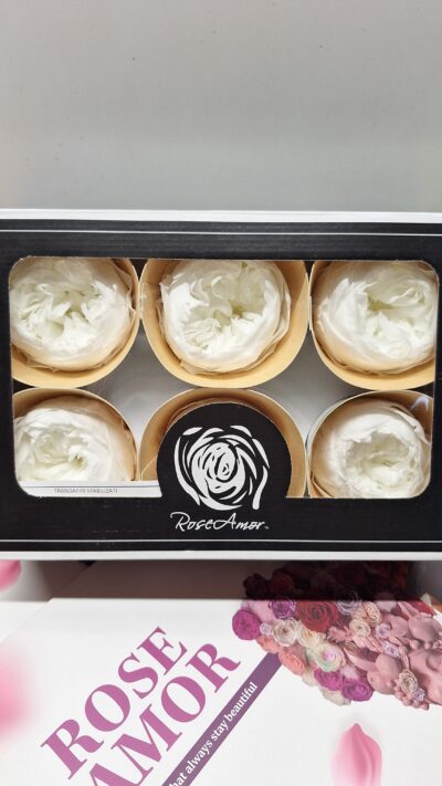 ROSEAMOR NIKI LL+ WHI 01