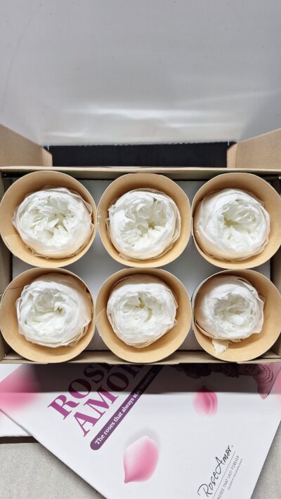 ROSEAMOR NIKI LL+ WHI 01