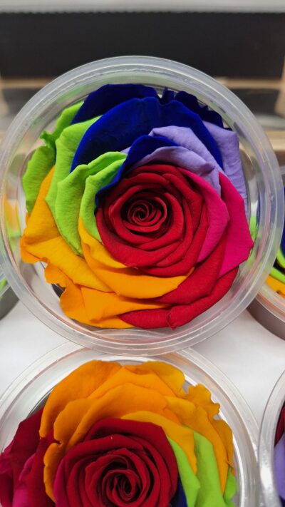 ROSEAMOR XL RED-02 RAINBOW