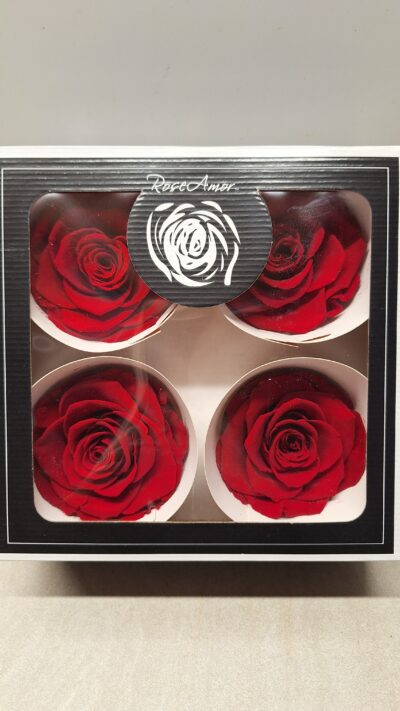 ROSEAMOR BELLA RED-02