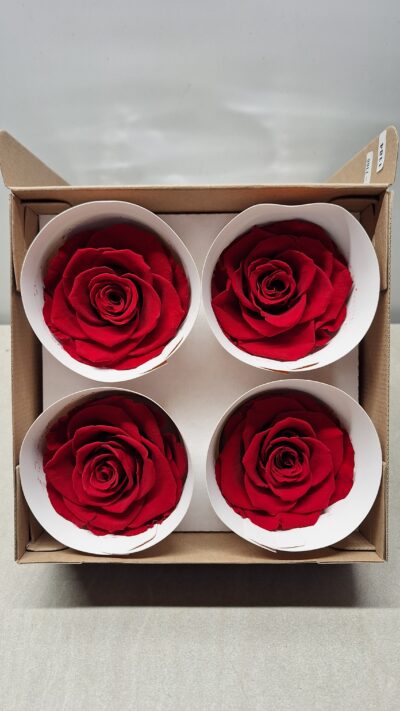 ROSEAMOR BELLA RED-02