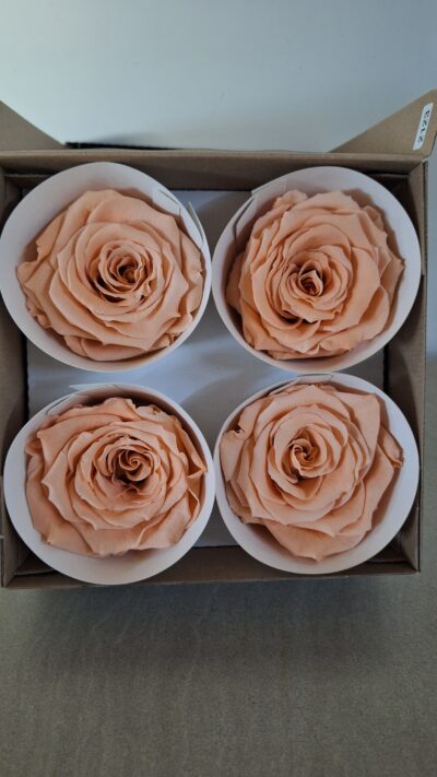 ROSEAMOR BELLI PEA-1