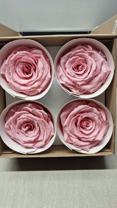 ROSEAMOR BELLI PIN-06