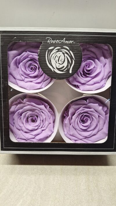 ROSEAMOR BELLI VIO-03