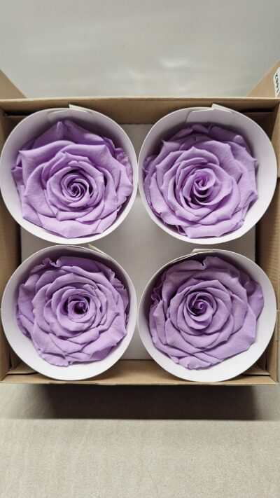 ROSEAMOR BELLI VIO-03