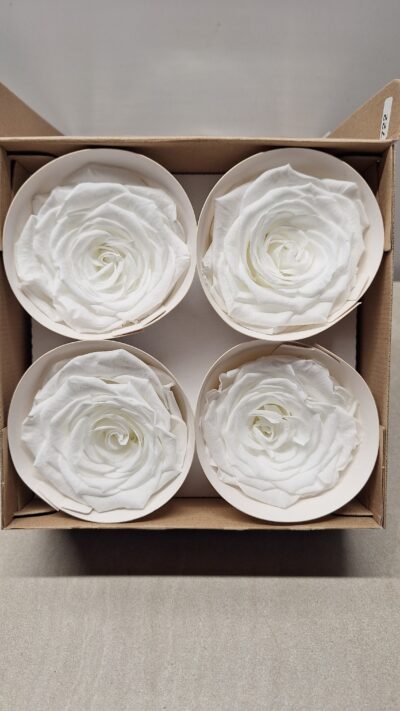 ROSEAMOR BELLI WHI-01