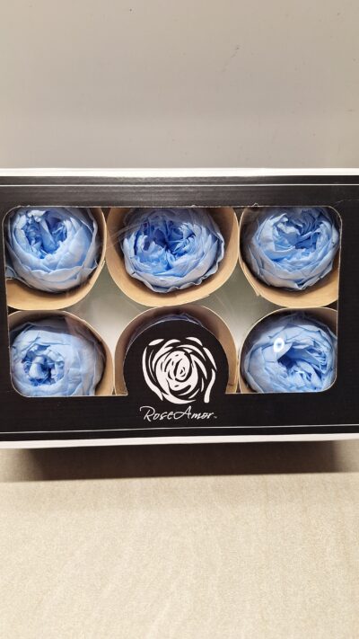 ROSEAMOR NIKI XL BLU-89