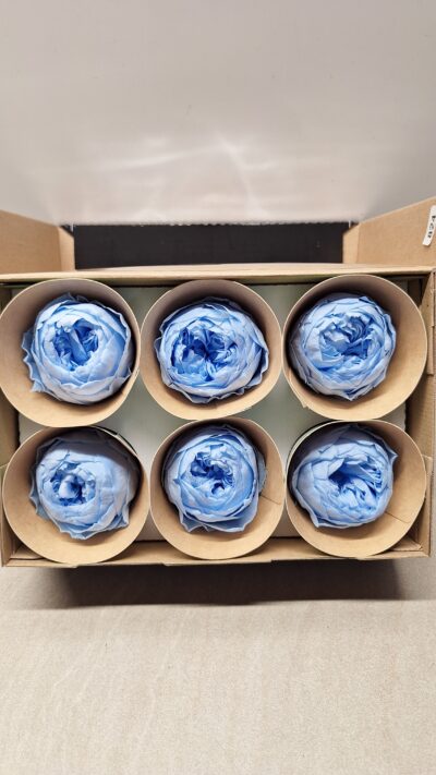 ROSEAMOR NIKI XL BLU-89