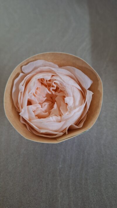 ROSEAMOR NIKI XL PEA-89