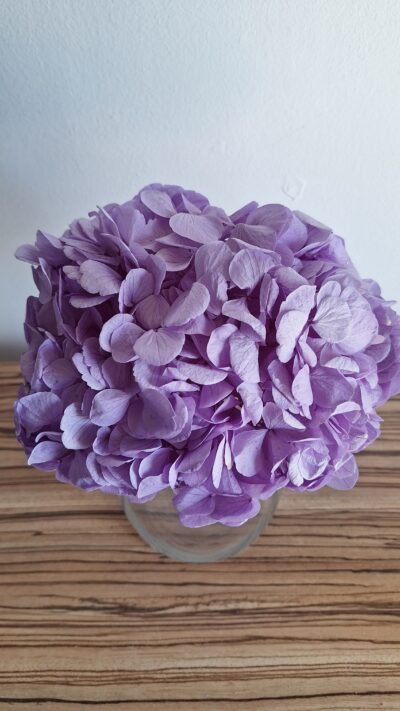 HORTENSIA LAVANDER – HRT 0820