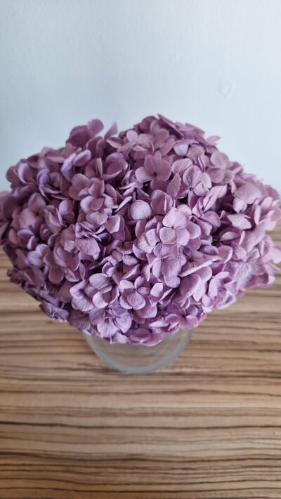 HORTENSIA BRIGHT LILAC – HRT 0850