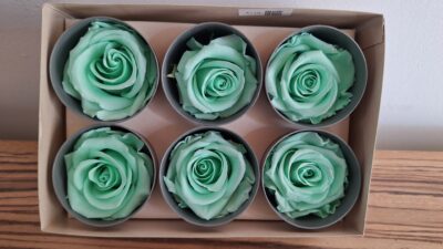 VERDISSIMO ROSE STANDARD – PASTEL MNT RST/SP03