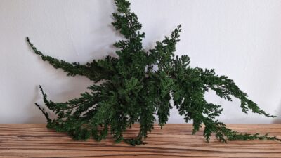 IENUPAR (JUNIPERUS PROCUMBENS)- JUN 0000