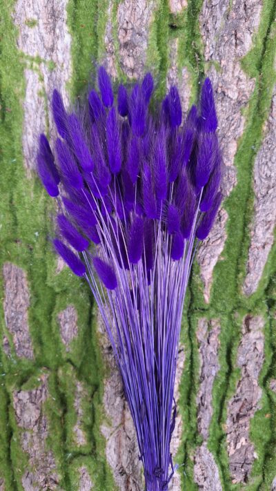 LAGURUS VIOLA