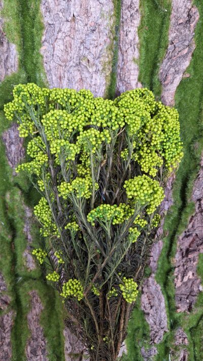 RICE FLOWER VERDE CHIARO