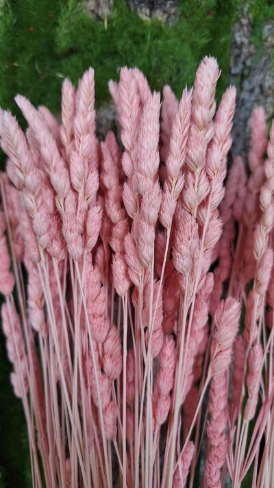 PALEONE ROSSO