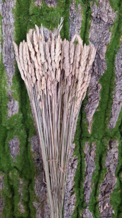 PALEONE NATURALE