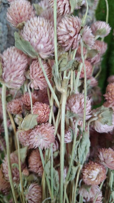 GONPHRENA NATURALE