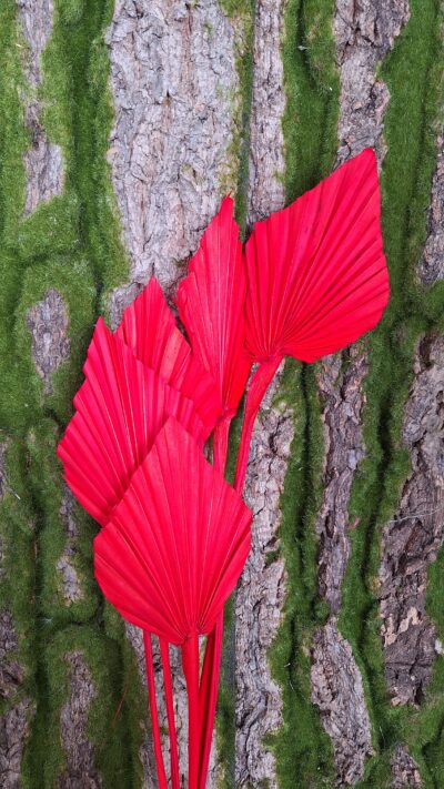 PALM SPEAR ROSSO