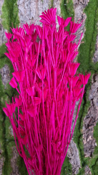 NIGELLA ORIENTALIS FUXIA
