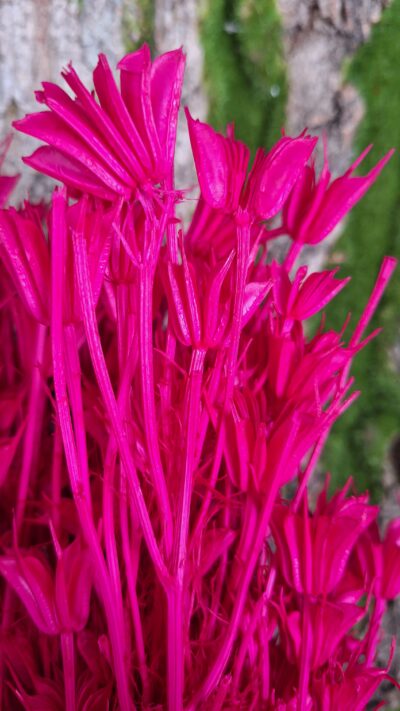 NIGELLA ORIENTALIS FUXIA