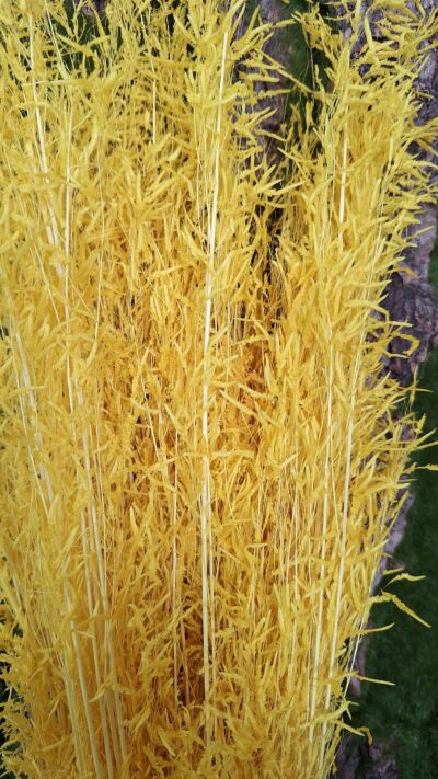 BRIZA SEGROMIGNO GIALLO
