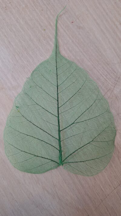 FOGLIE SCHELETRINE VERDE