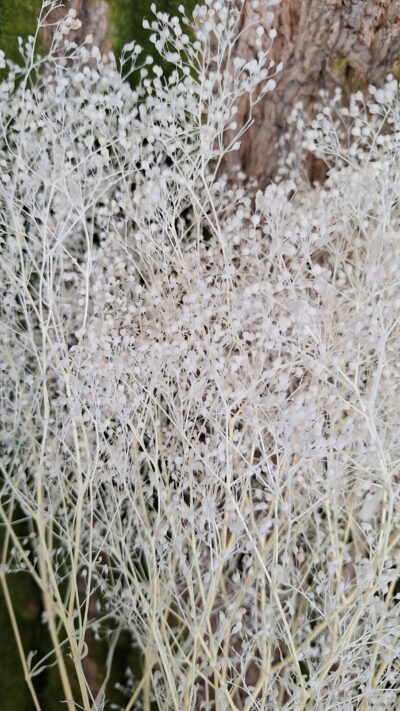 GYPSOPHILA MINI BIANCO