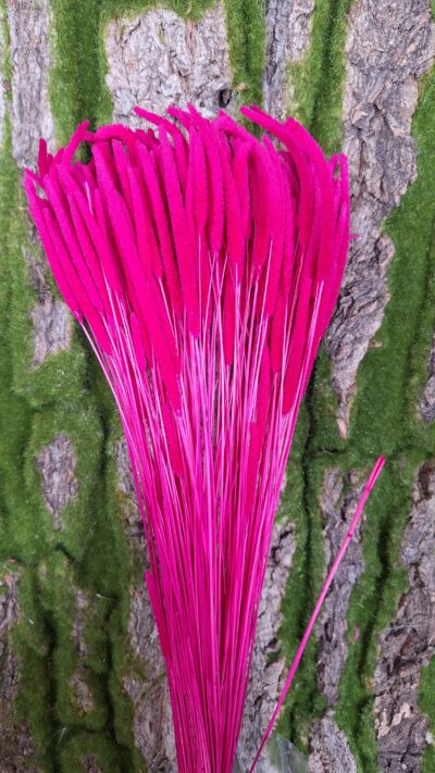 PHLEUM CODE FUXIA