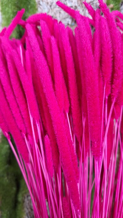 PHLEUM CODE FUXIA
