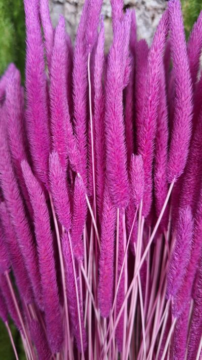 PHLEUM CODE FLIDER