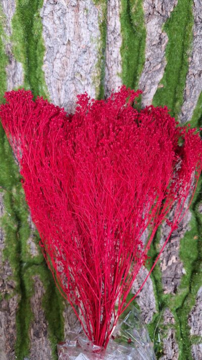 BROOM BLOOM ROSSO
