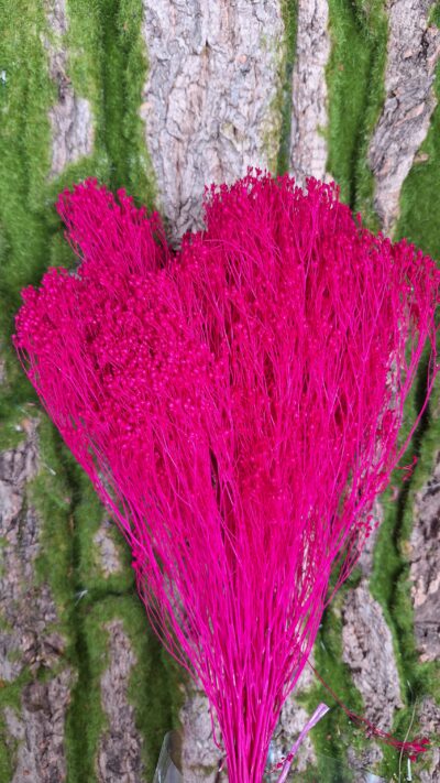BROOM BLOOM FUXIA