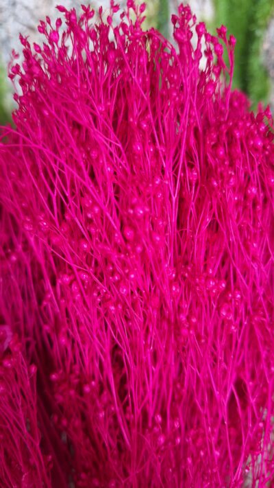 BROOM BLOOM FUXIA