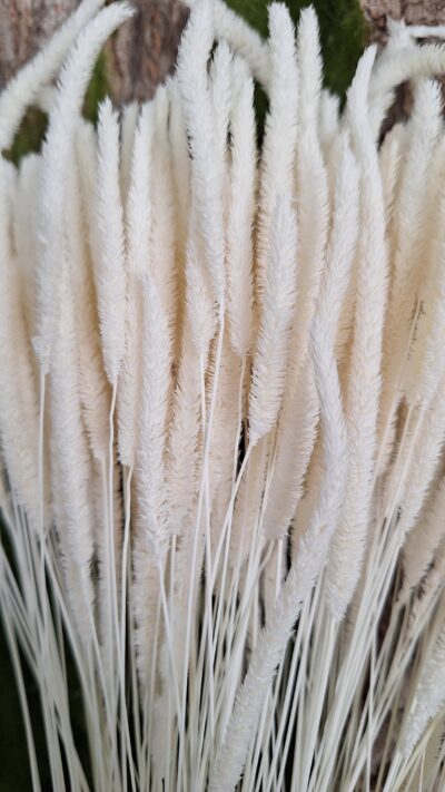 PHLEUM CODE BIANCO