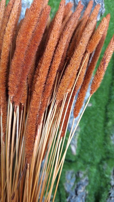 PHLEUM CODE TERACOTTA