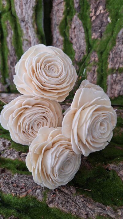 SOLA BEAUTY ROSE