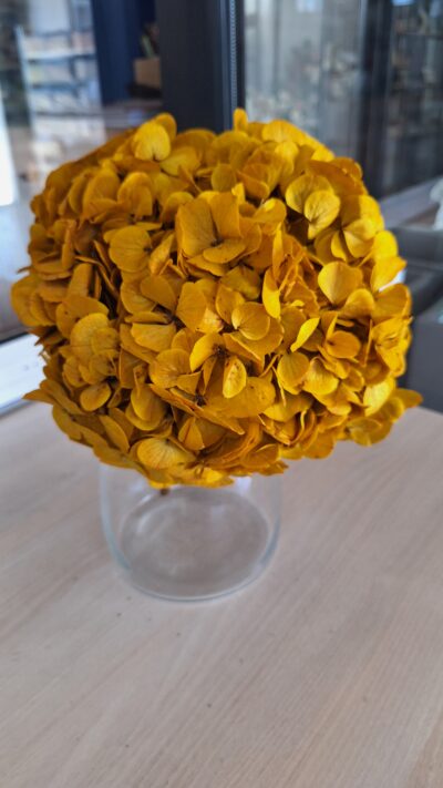 HYDRANGEA XL YEL-O3