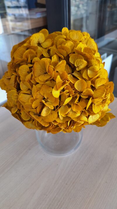 HYDRANGEA XL YEL-O3