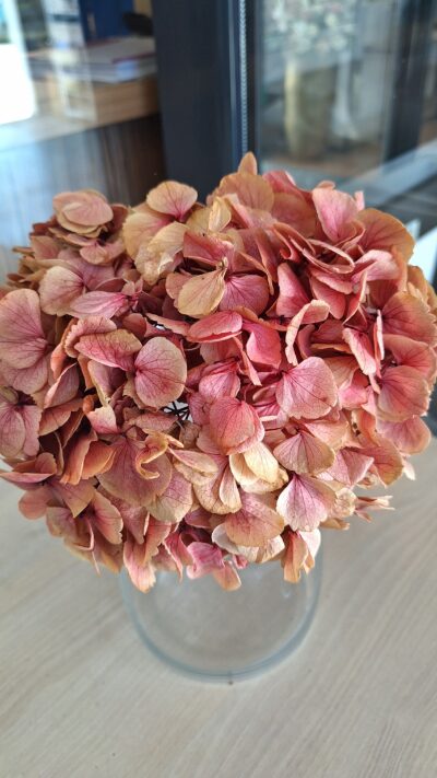 HYDRANGEA XL PIN-01