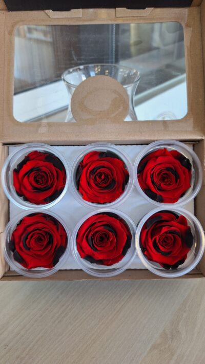 ROSEAMOR XL RED-03