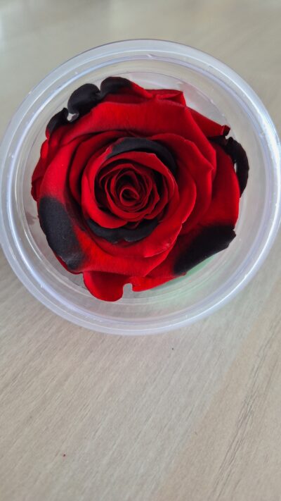 ROSEAMOR XL RED-03
