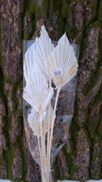 PALM SPEAR BIANCO