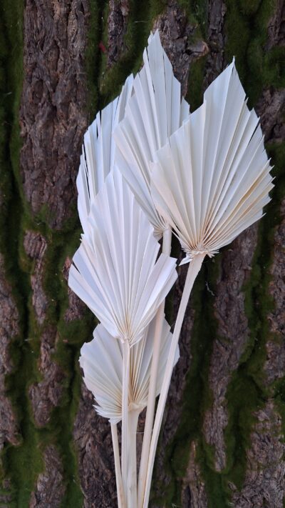 PALM SPEAR BIANCO