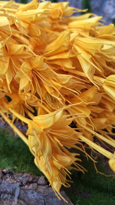 NIGELLA ORIENTALIS GIALLO