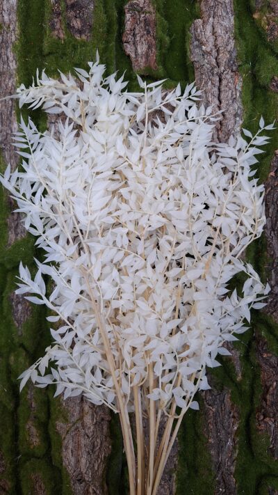 RUSCUS BIANCO